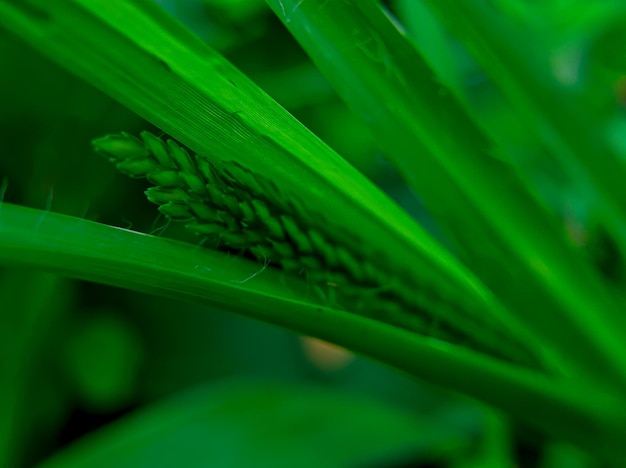 Verse groene strogras onkruid