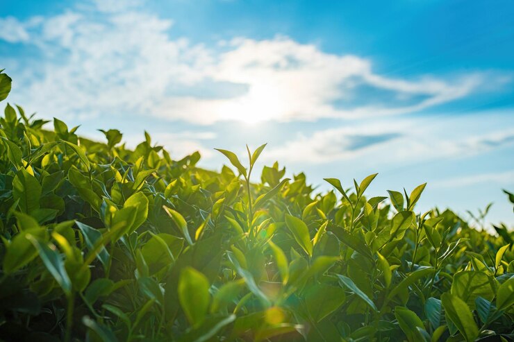 Verse groene thee bladeren in de vroege ochtend zonlicht op een thee boerderij selectieve focus mooie scène voor reclame product van groene thee ingrediënt