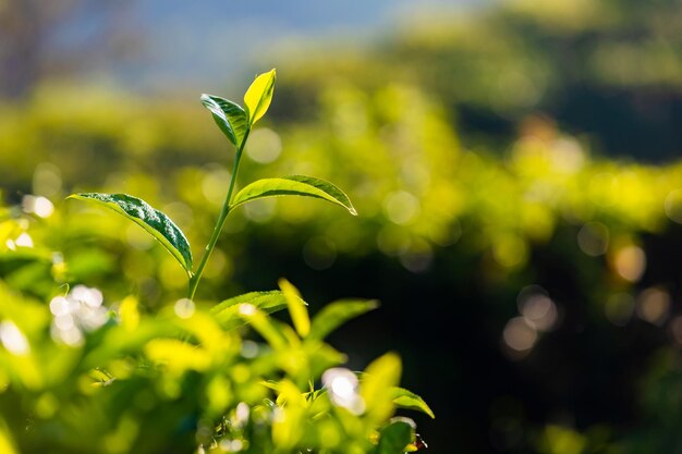 Verse groene theeblaadjes close-up bij zonsopgang Kerala India