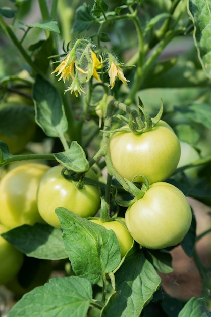 Verse groene tomaten rijpen aan de struiken in het zomerdorp