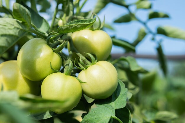 Verse groene tomaten rijpen aan de struiken in het zomerdorp