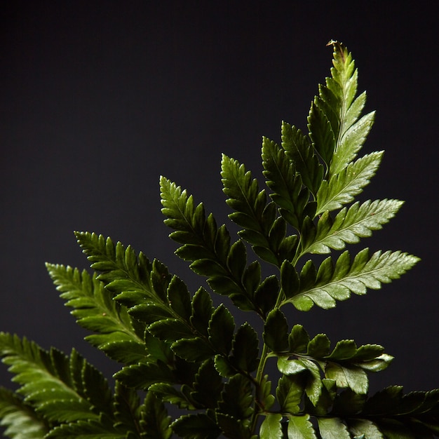 Verse groene varen takje gepresenteerd op een zwarte muur met hoogtepunten van licht en kopieer ruimte. Natuurlijke looflay-out. Plat leggen