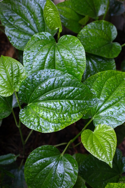 Verse groene wilde betal plant bladeren