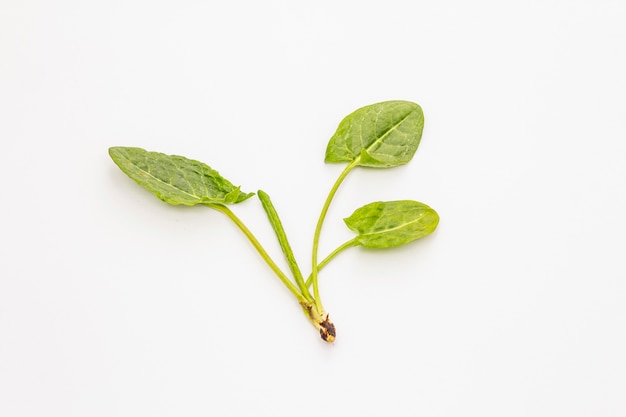 Verse groene zuring die op witte achtergrond wordt geïsoleerd