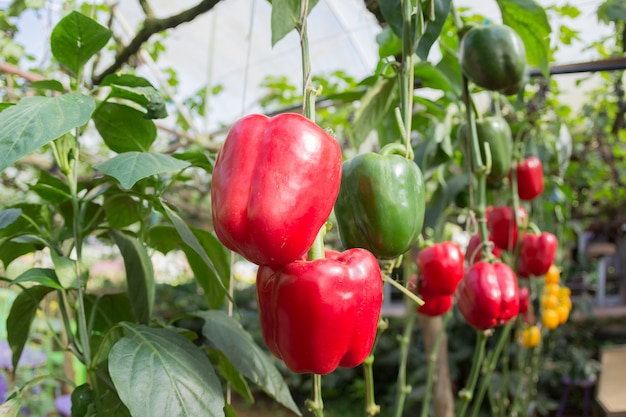 Verse groenten en fruit in de tuin