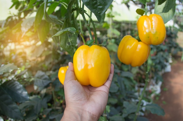 Verse groenten en fruit in de tuin