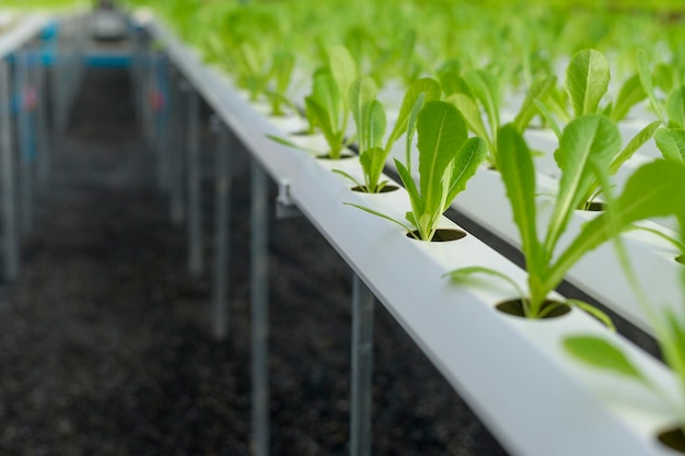 Verse groenten in hydrocultuur kasboerderij, schoon voedsel en gezond eetconcept