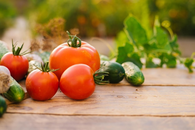 Verse groenten op een houten ondergrond komkommers tomaten knoflook dille voorgevormd zonlicht biologische boerderij biologische groenten zomeroogst