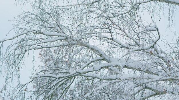 Verse grote sneeuw op takken besneeuwde boomtakken prachtige bladverliezende bos wintertijd