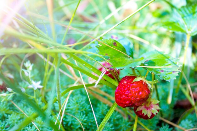 Verse heerlijke rijpe rode aardbeien groeien in een aardbeienboerderij Aardbeienplukseizoen Zomeraardbeien met vitamines