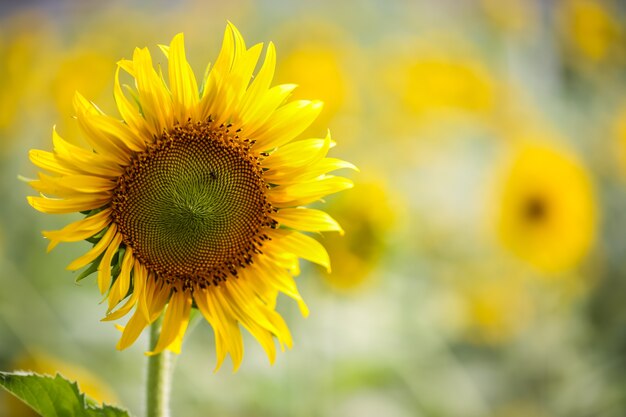 Verse heldere gele zonnebloemen op aardachtergrond