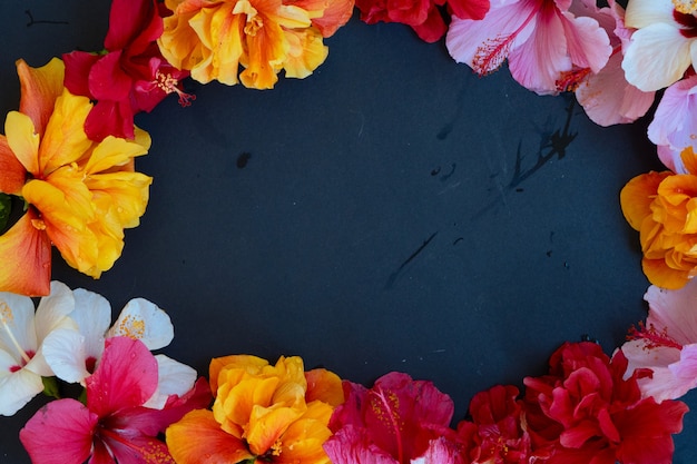 Foto verse hibiscus bloemen op zwarte achtergrond, frame met kopie ruimte