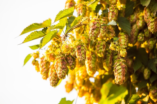 Verse hopbellen over hemelachtergrond. Hopveld in de zonsondergang