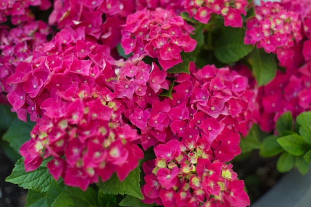 Verse hortensia felroze bloemen en groene bladeren op wazige achtergrond