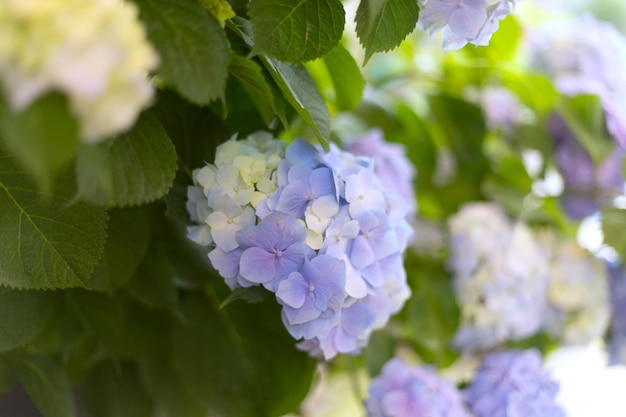 Verse hortensia lichtblauwe bloemen en groene bladerenachtergrond