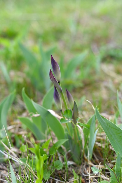 verse irisknoppen groeien in de lente