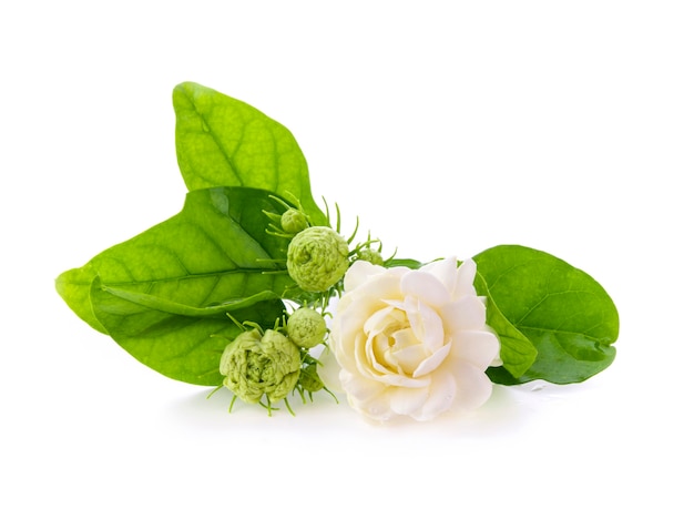 Verse jasmijnbloemen geïsoleerd op wit
