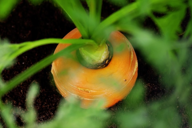 Verse jonge wortels in een plastic pot op een witte achtergrond