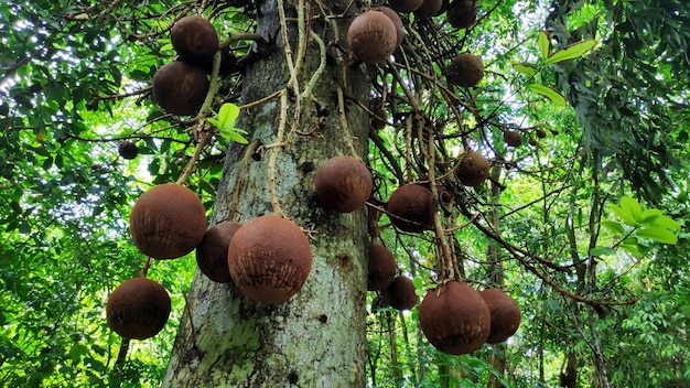 Verse kanonskogelvruchtenboom in tuin