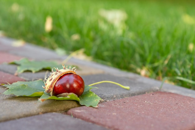 Verse kastanje en groen blad op stoep