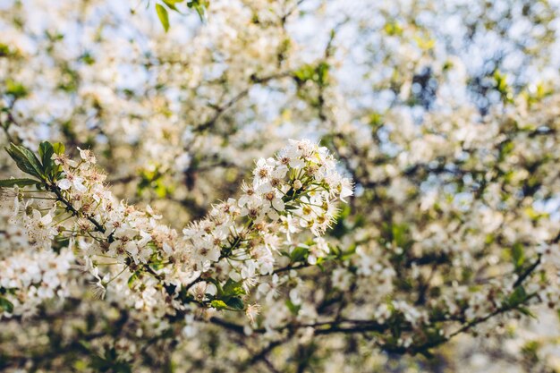 Verse kersenboomtak met witte bloemen in een tuin tegen blauwe hemel Lenteconcept