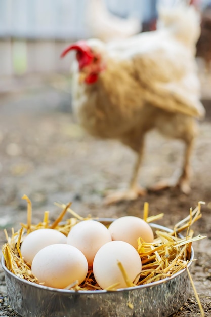 Verse kippeneieren in het hooi op een boerderij. Selectieve focus