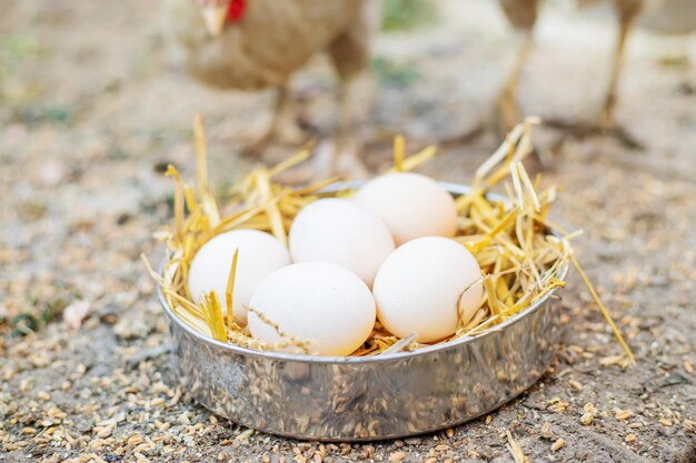 Verse kippeneieren in het hooi op een boerderij. Selectieve focus