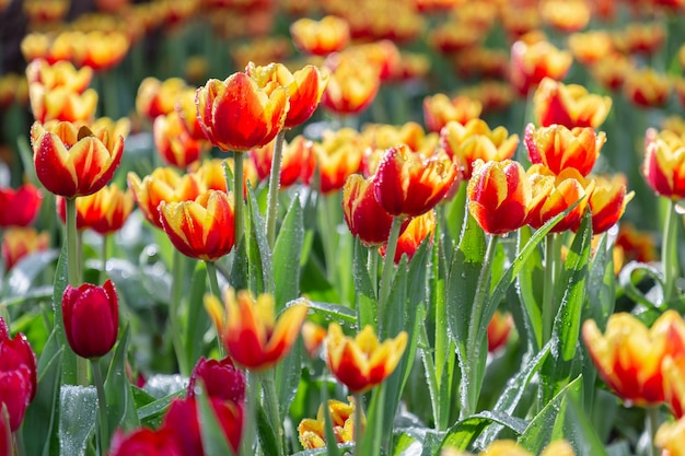 Verse kleurrijke tulp bloemen in de tuin op de lentedag