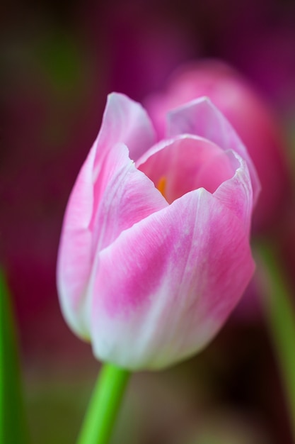 Verse kleurrijke tulp