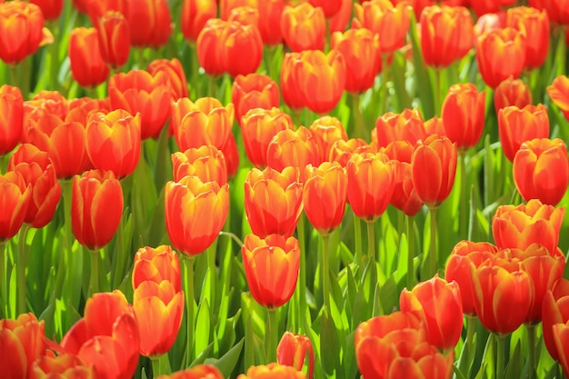 Verse kleurrijke tulpen bloeien in de tuin