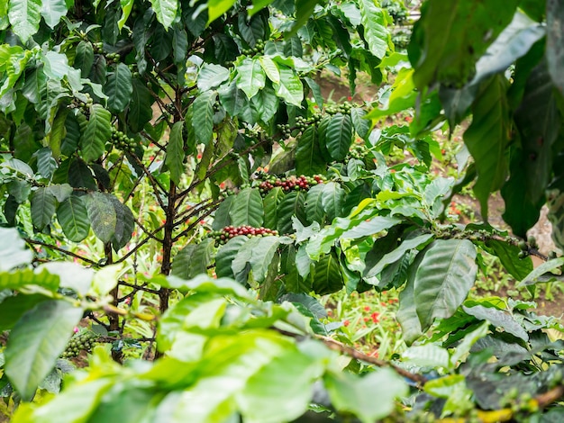 Verse koffiebonen in de boom van koffieplanten