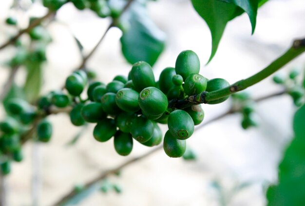 verse koffiebonen op koffieboom