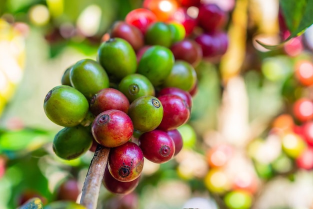 Verse koffiebonen op koffieboomtakken