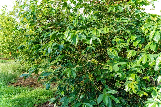 Verse koffiebonen op tak van koffieplant Bladeren van arabica koffieboomkwekerijplantage