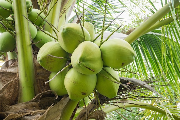 Verse Kokosnootcluster op kokospalm