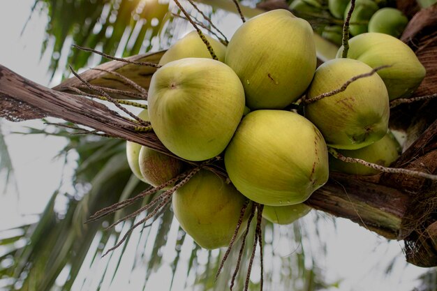 Foto verse kokospalm op boom in de aziatische tuin