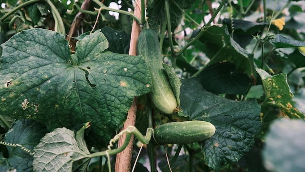 Verse komkommers groeien vers in de tuin