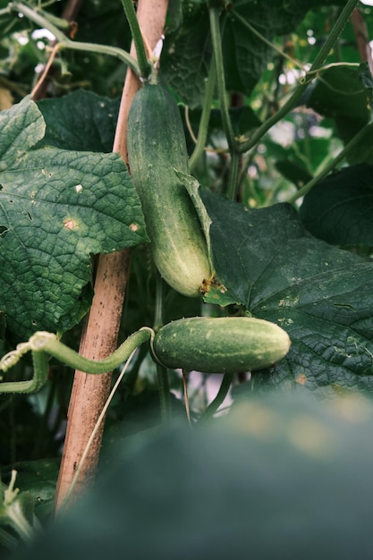 Verse komkommers groeien vers in de tuin