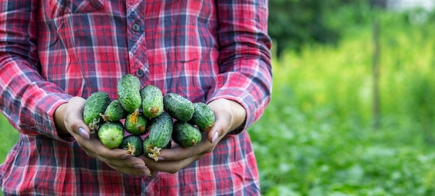 Verse komkommers in de handen van een boerin. Natuur. Selectieve focus