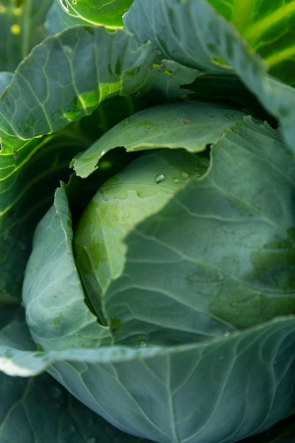 Verse kool in de tuin. Nieuwe oogst. Vitaminen en gezonde voeding. Verticaal.