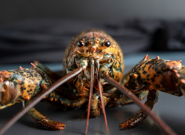 Verse kreeft macroclose-up, nadruk op ogen