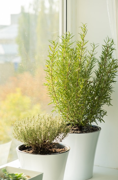 Verse kruiden in witte plantpotten die op een vensterbank groeien.