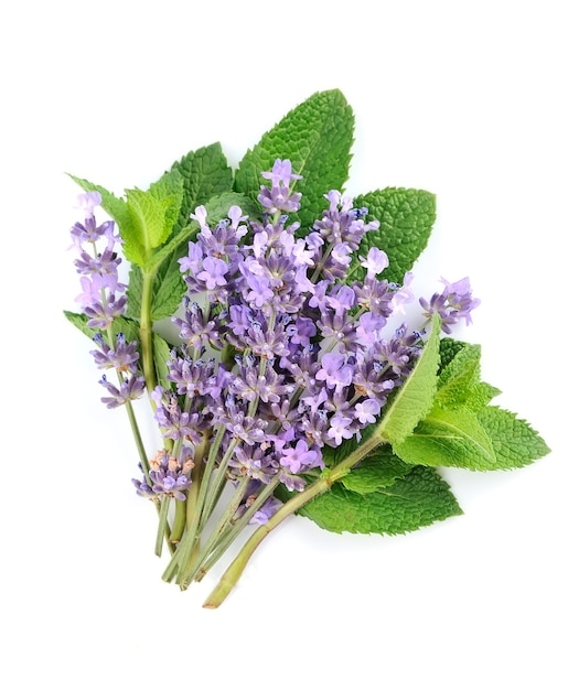 Verse kruiden. Munt en lavendel van dichtbij