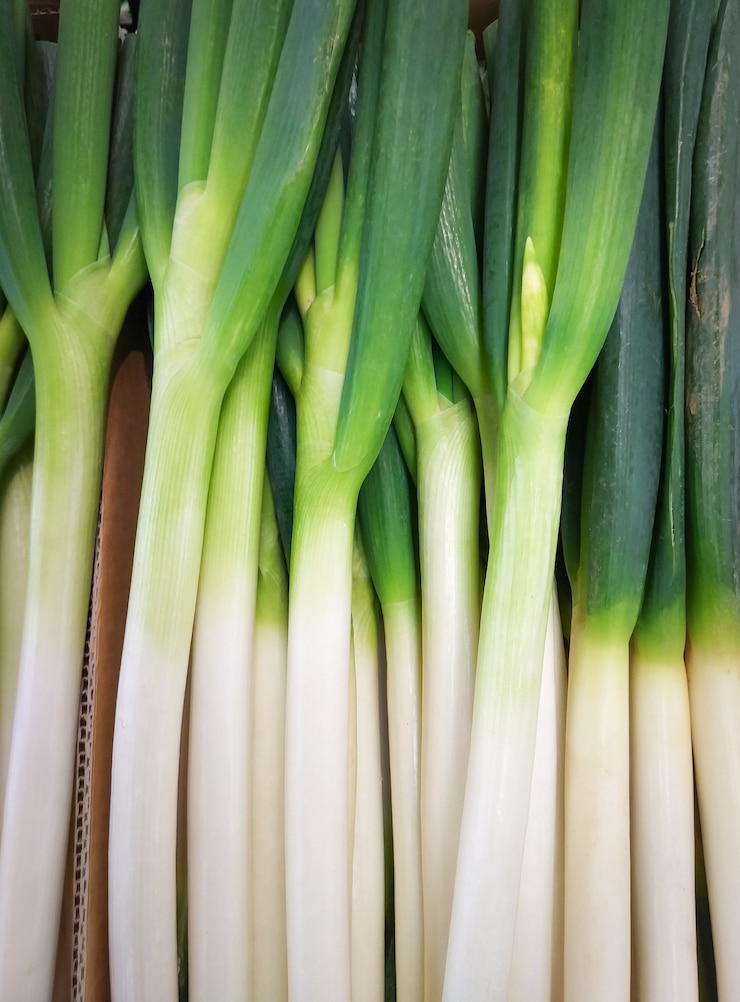 Foto verse lente-uitjes zijn gezonde lente-uitjes.