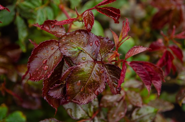 Verse lente verlaat op een struik met rozen in de tuin na de regen.