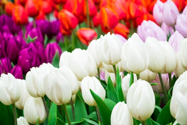 Verse lentetulpen op bloemenveld Tulpenfestival Paasbloemen