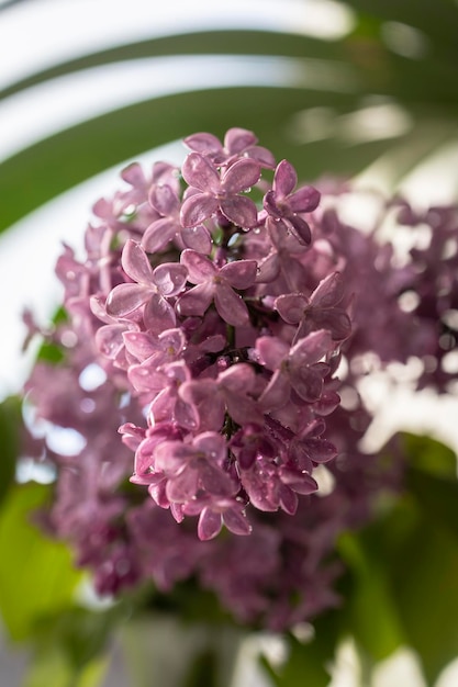 Verse lila boeket Mooie lila bloemen boeket achtergrond