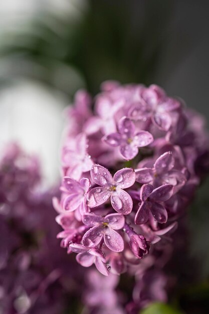 Verse lila boeket Mooie lila bloemen boeket achtergrond