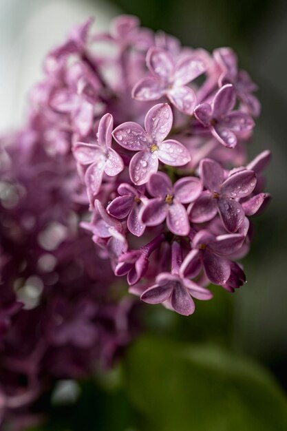 Verse lila boeket Mooie lila bloemen boeket achtergrond