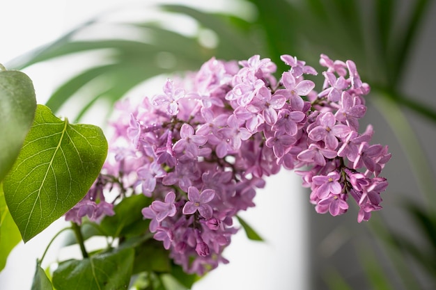 Verse lila boeket Mooie lila bloemen boeket achtergrond